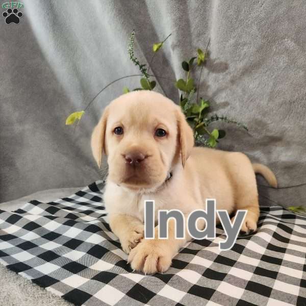 Indy, Fox Red Labrador Retriever Puppy